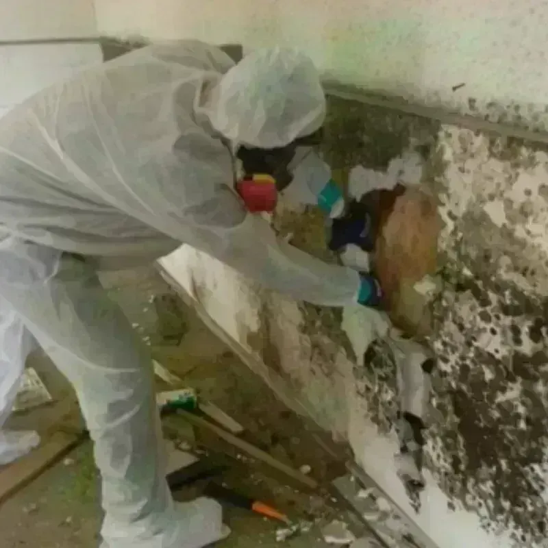 Mold Remediation and Removal in Hampden, MA